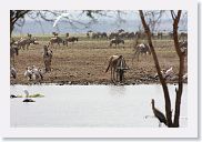 03LakeManyara - 51